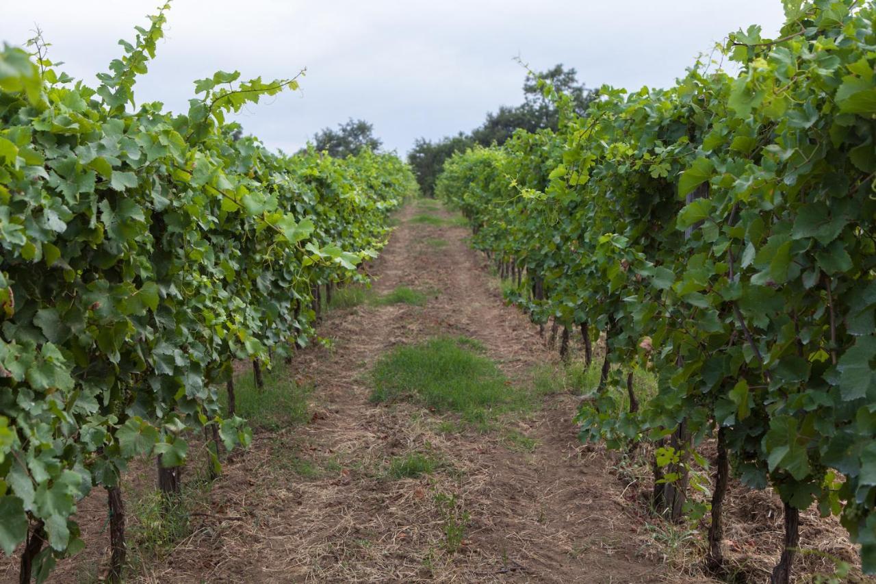 Podere Delle Rose Torre San Severo Εξωτερικό φωτογραφία